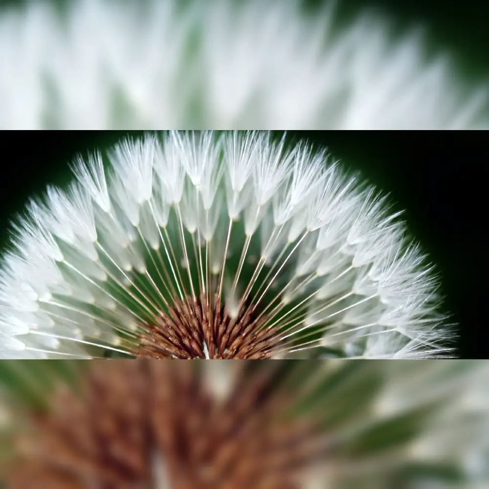 25/05 Mahler 9 with Lahav Shani